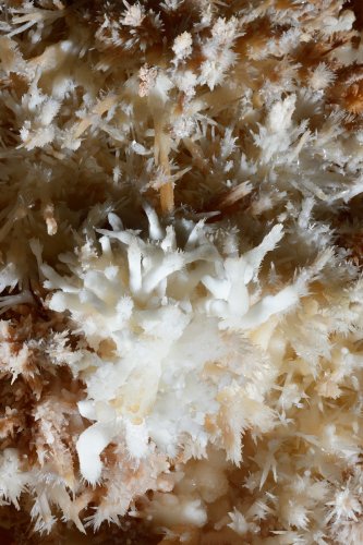 Grotte de Limousis (Aude) - Le lustre (détail d'un petit bouquet d'aragonite)(SP-21-0846)